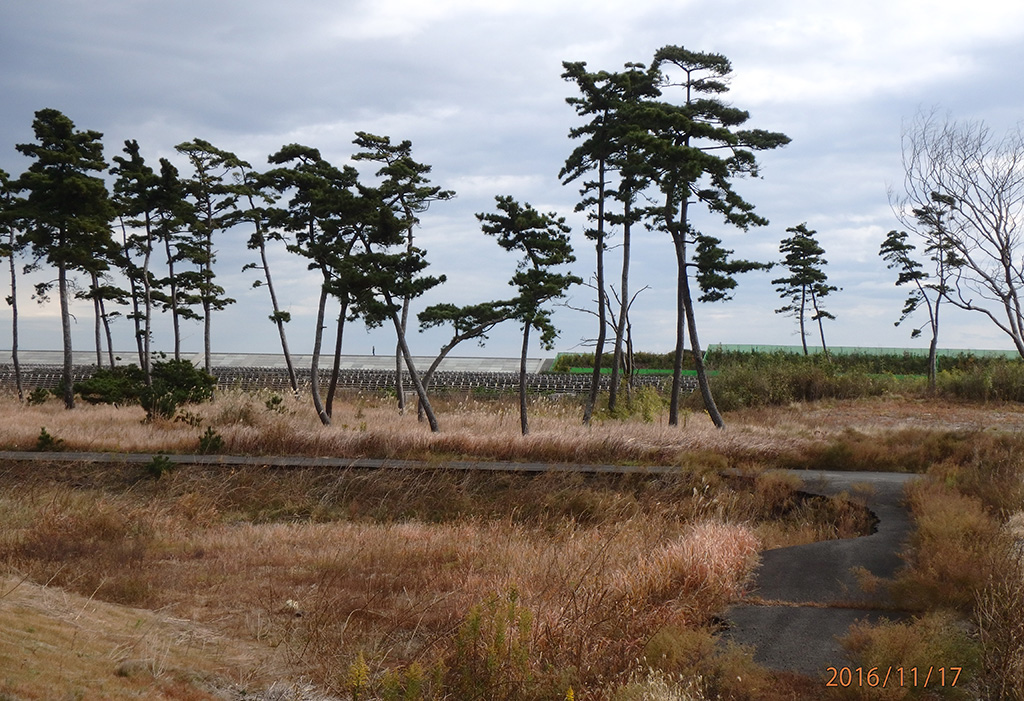 東日本大震災津波の跡に耐えた木々
